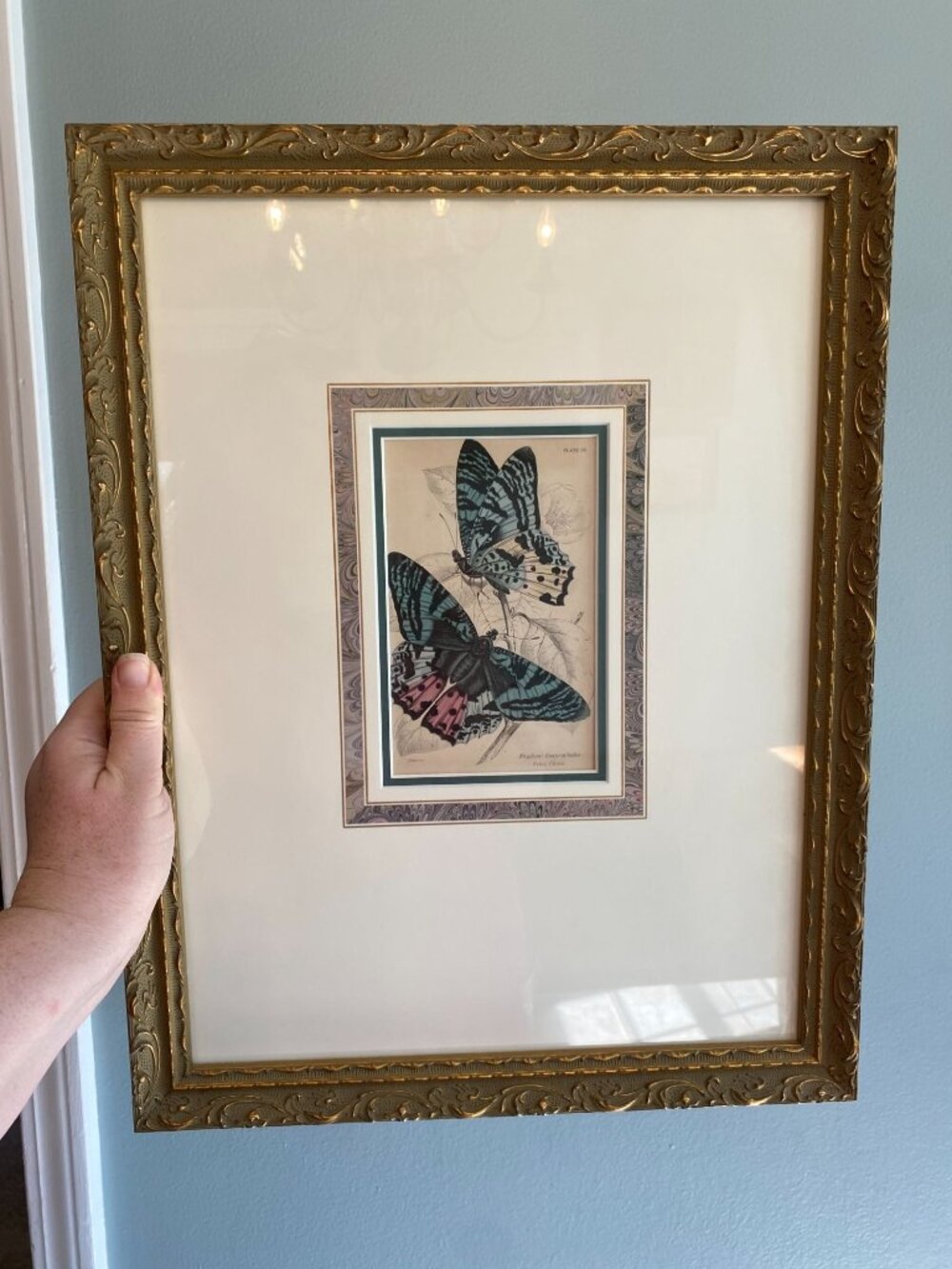 Antique Butterfly Wall Decor Lepidoptera Art James Duncans The Naturalists Libra